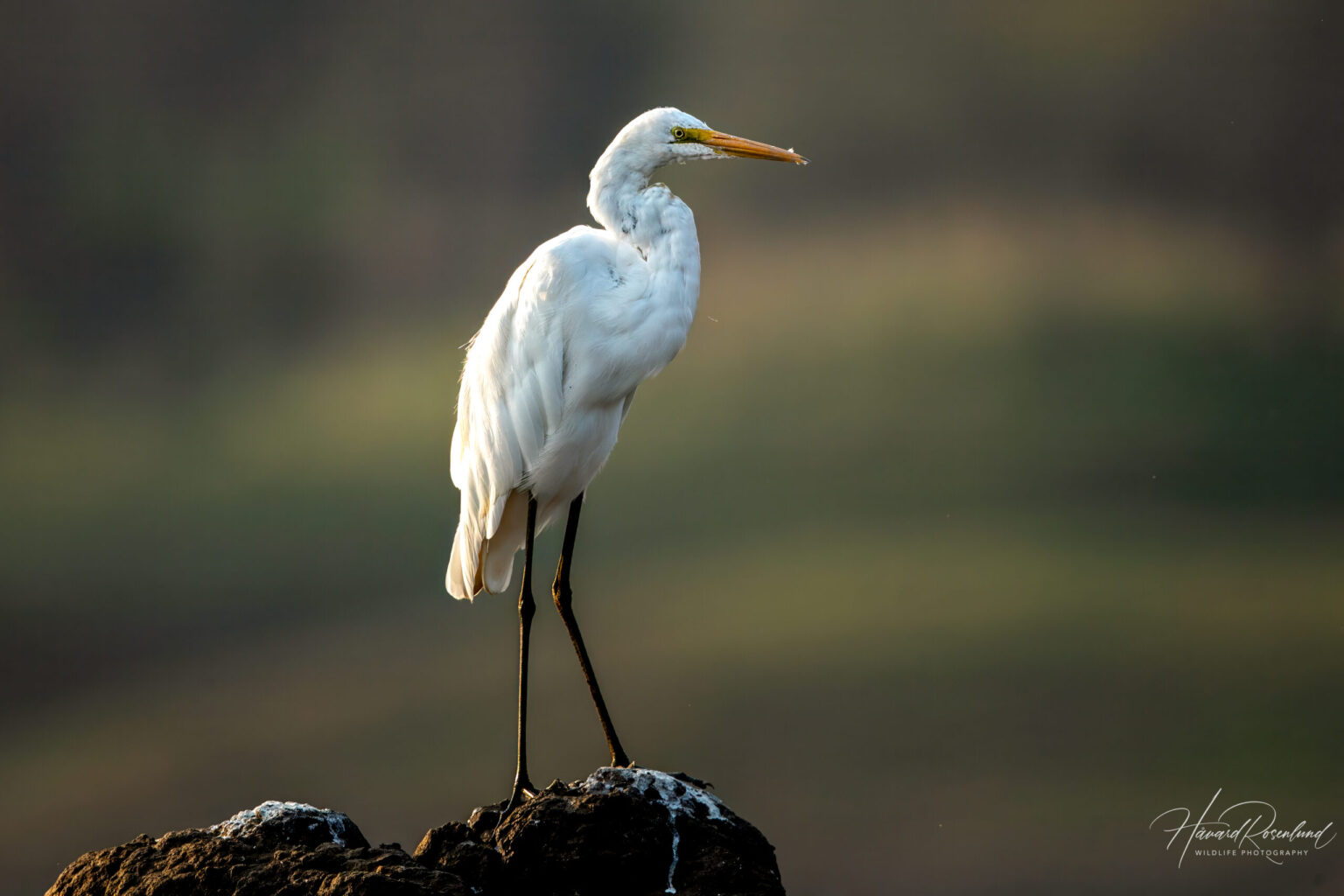 Great Egret (Ardea alba) @ Satpura National Park, India. Photo: Håvard Rosenlund