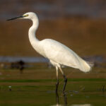Little Egret (Egretta garzetta) @ Satpura National Park, India. Photo: Håvard Rosenlund