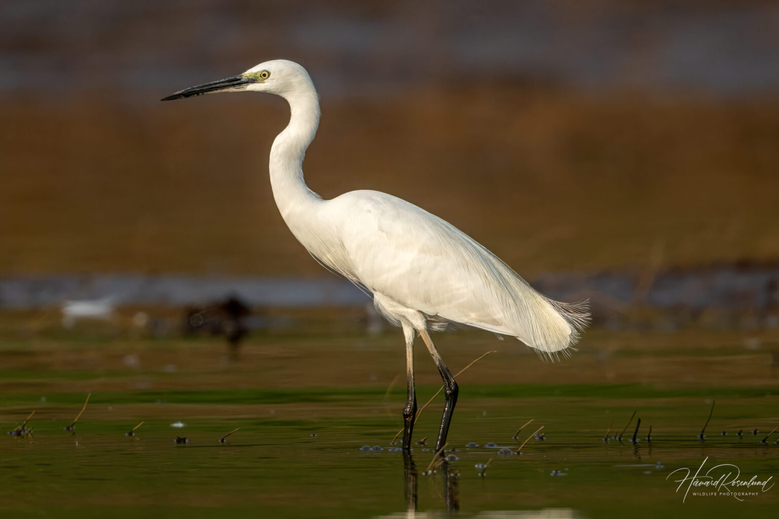 Little Egret (Egretta garzetta) @ Satpura National Park, India. Photo: Håvard Rosenlund