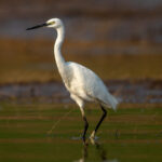 Little Egret (Egretta garzetta) @ Satpura National Park, India. Photo: Håvard Rosenlund