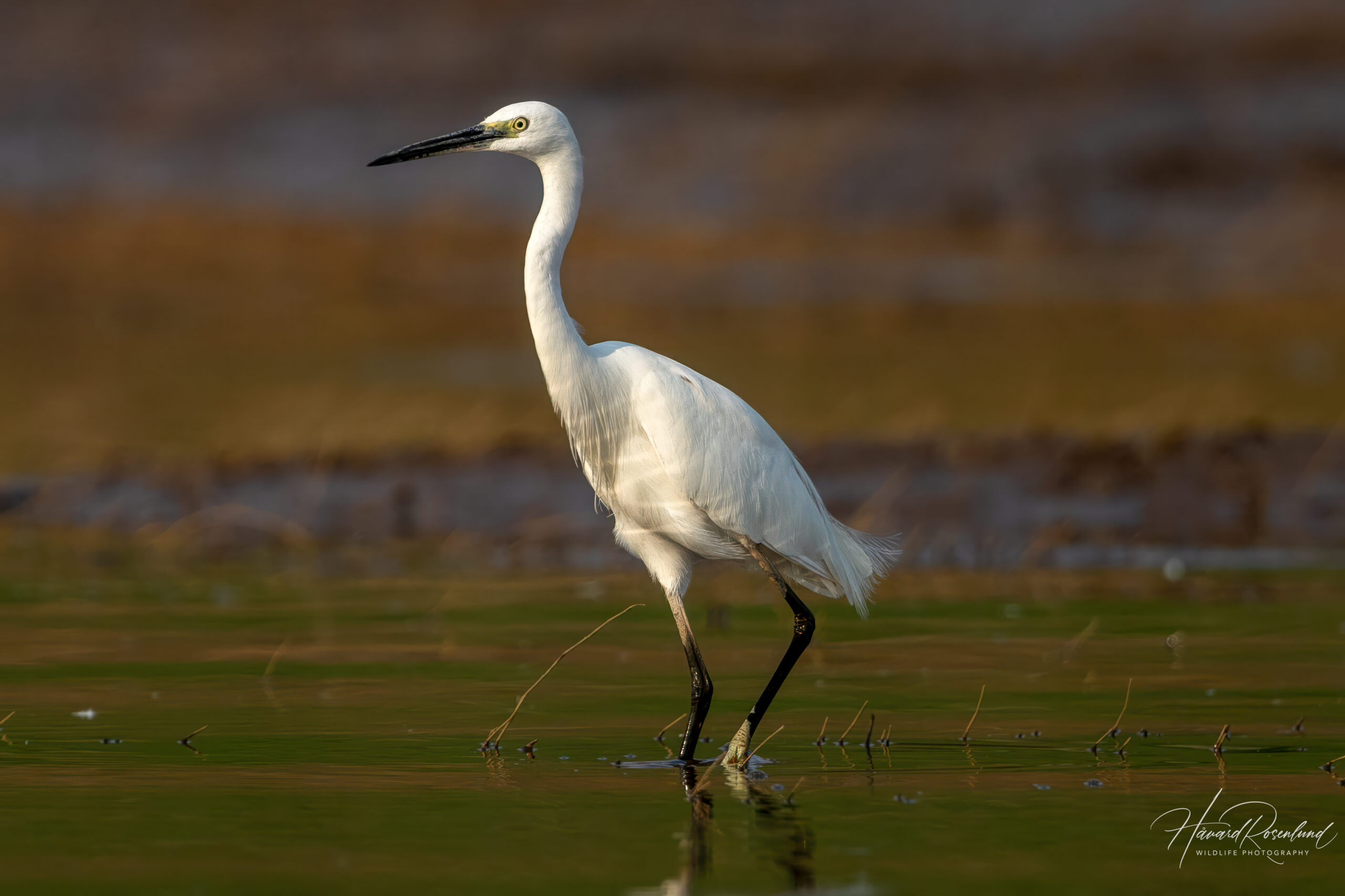 Silkehegre (Egretta garzetta) @ Satpura National Park, India. Foto: Håvard Rosenlund