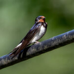 Barn Swallow (Hirundo rustica) @ Sandvika, Norway. Photo: Håvard Rosenlund