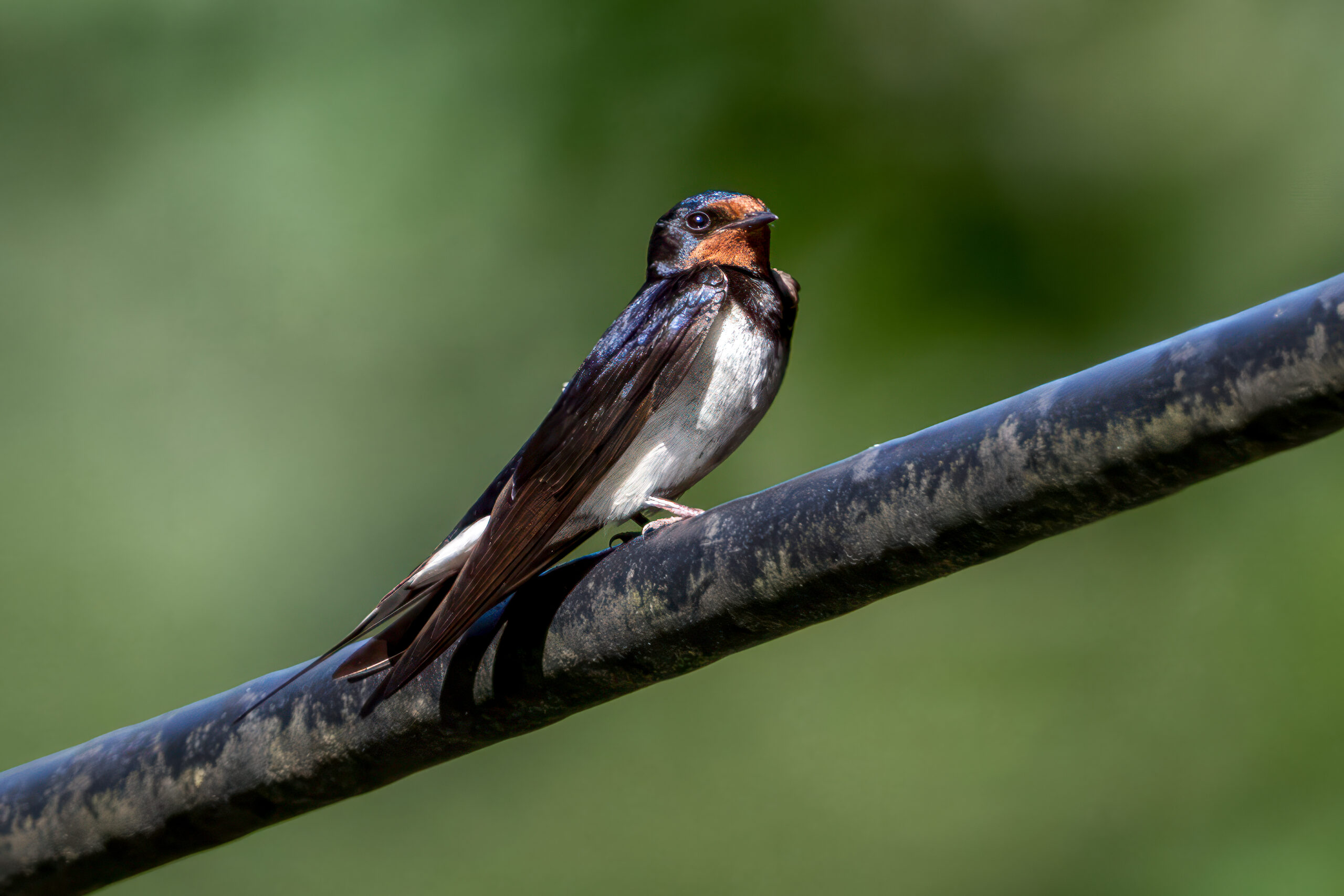 Barn Swallow (Hirundo rustica) @ Sandvika, Norway. Photo: Håvard Rosenlund