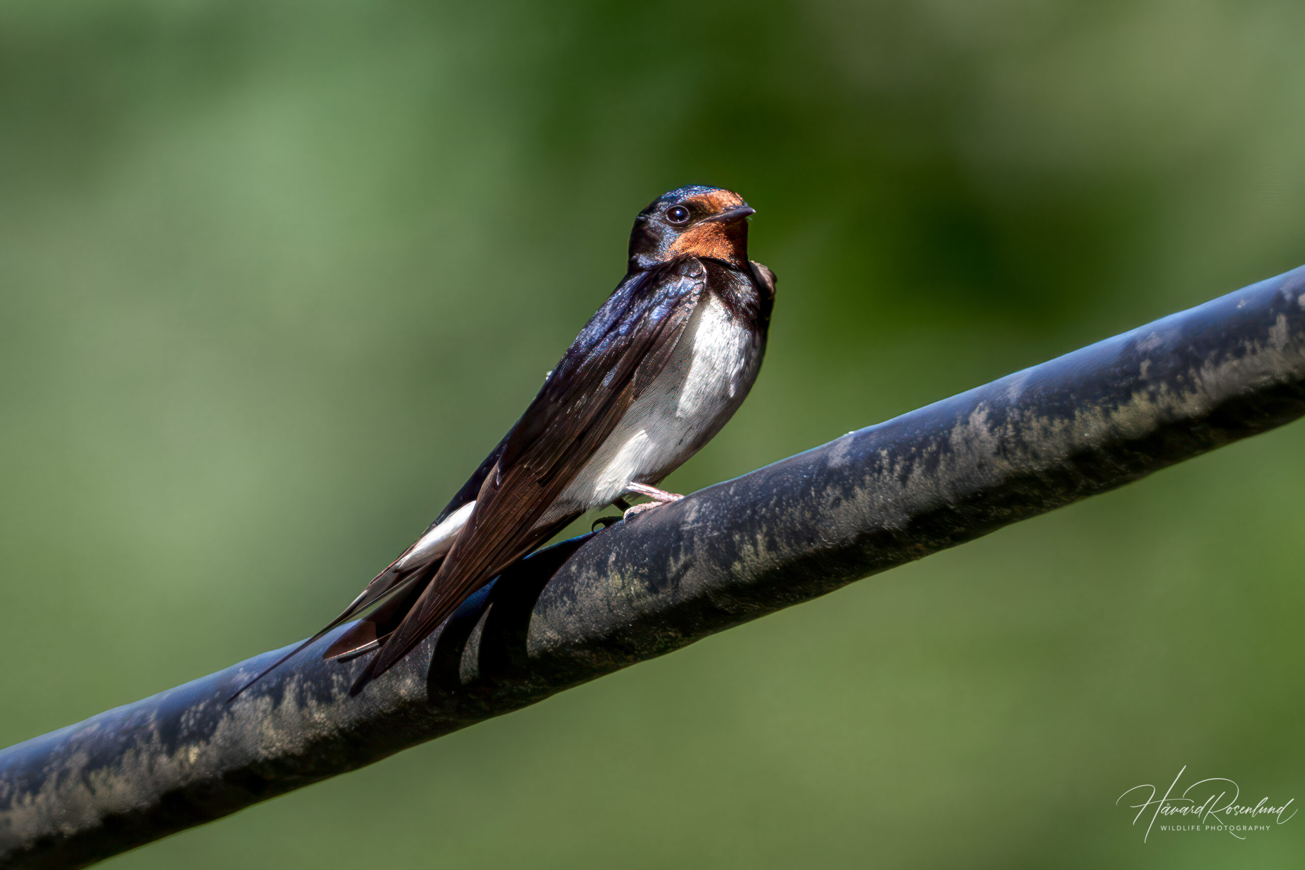 Låvesvale (Hirundo rustica) @ Sandvika. Foto: Håvard Rosenlund