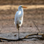 Great Egret (Ardea alba) @ Satpura National Park, India. Photo: Håvard Rosenlund