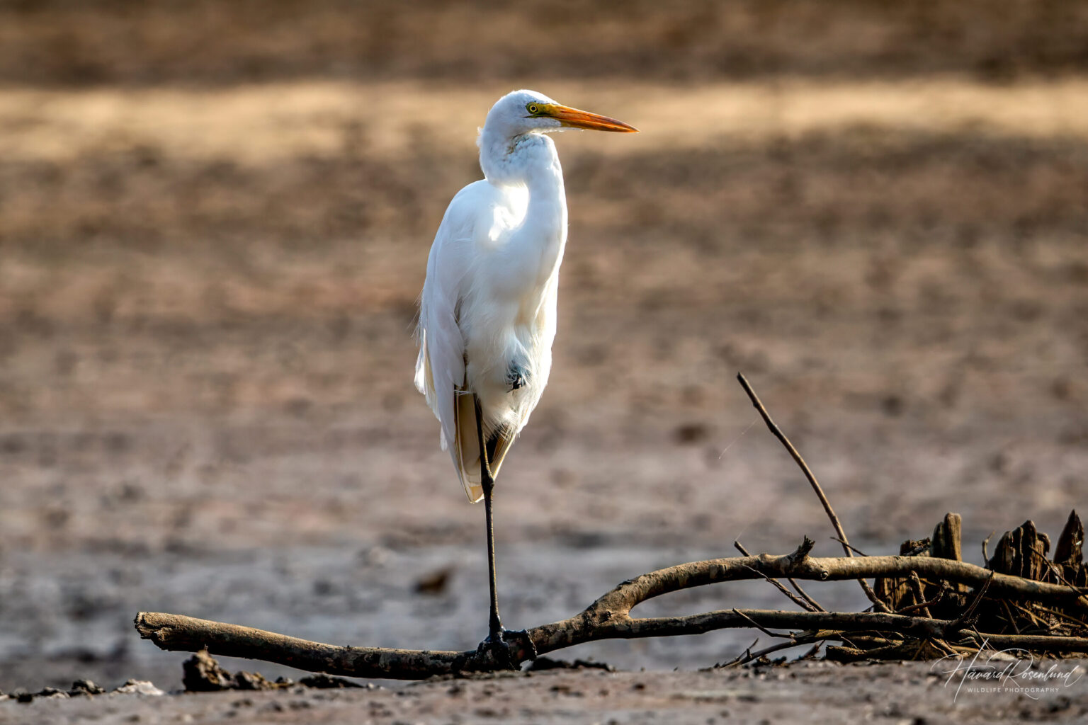 Great Egret (Ardea alba) @ Satpura National Park, India. Photo: Håvard Rosenlund
