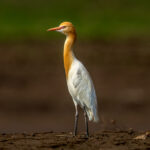 Eastern Cattle Egret (Ardea coromanda) @ Satpura National Park, India. Photo: Håvard Rosenlund