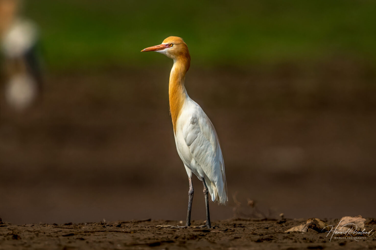 Bøffelhegre (Ardea coromanda) @ Satpura National Park, India. Foto: Håvard Rosenlund