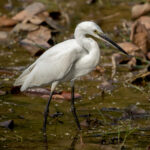 Little Egret (Egretta garzetta) @ Kanha National Park, India. Photo: Håvard Rosenlund