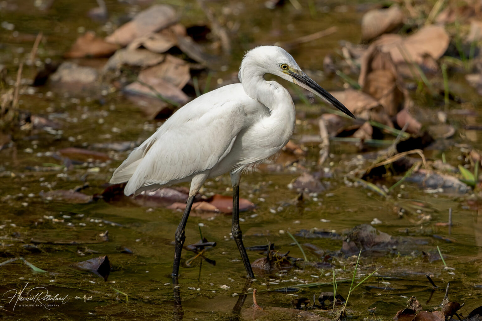 Little Egret (Egretta garzetta) @ Kanha National Park, India. Photo: Håvard Rosenlund