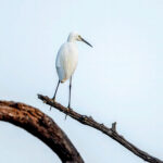 Little Egret (Egretta garzetta) @ Kanha National Park, India. Photo: Håvard Rosenlund
