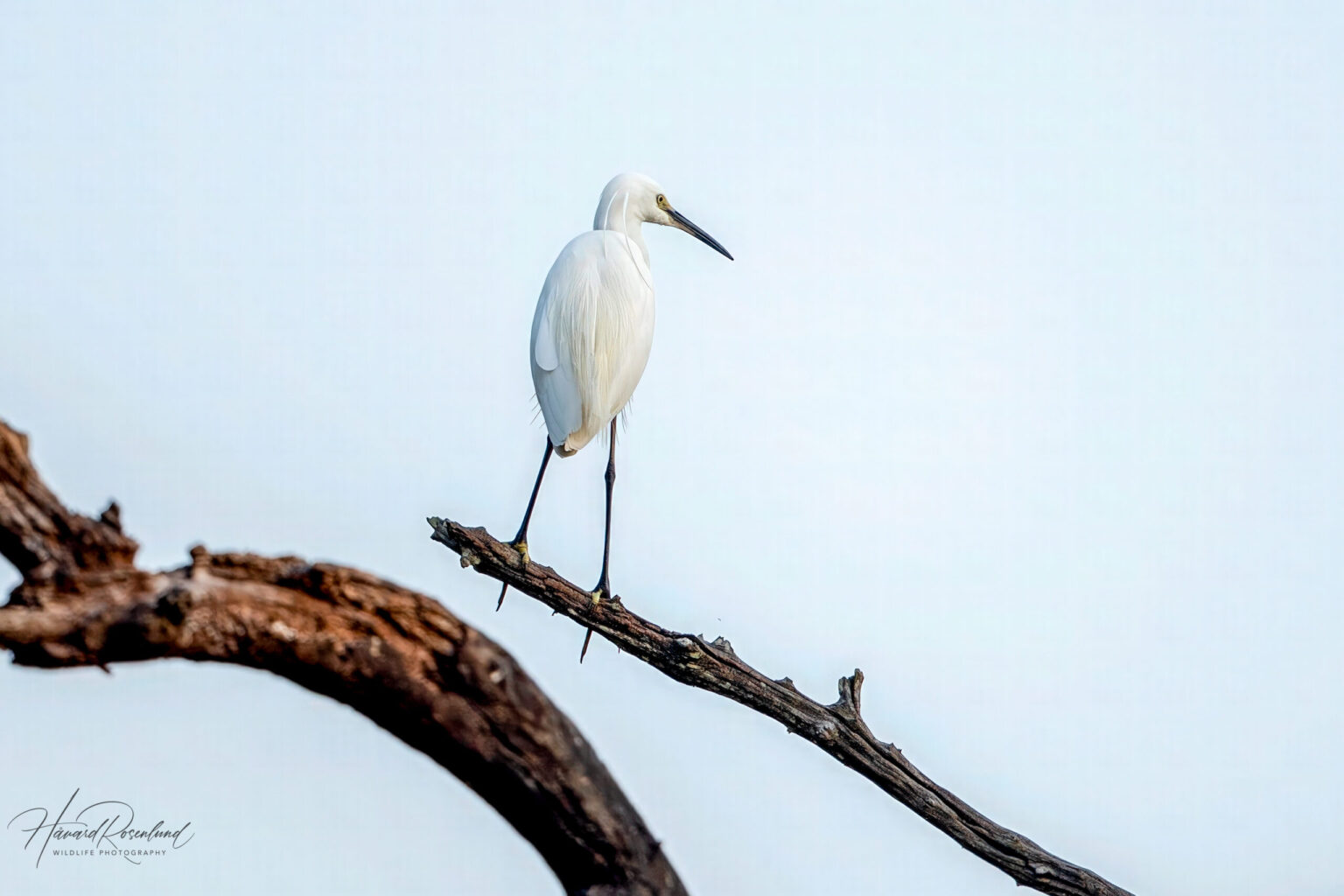 Little Egret (Egretta garzetta) @ Kanha National Park, India. Photo: Håvard Rosenlund
