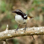 White-throated Robin-Chat (Dessonornis humeralis) @ Phinda Private Game Reserve, South Africa. Photo: Håvard Rosenlund