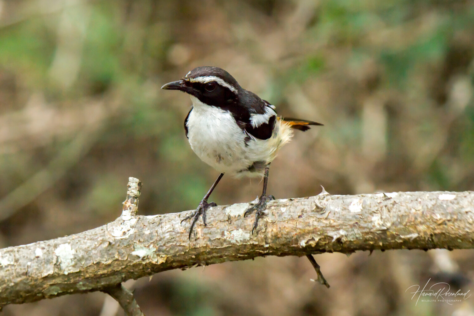 White-throated Robin-Chat (Dessonornis humeralis) @ Phinda Private Game Reserve, South Africa. Photo: Håvard Rosenlund