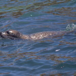 Harbour Seal (Phoca vitulina) @ San Diego, California, USA. Photo: Håvard Rosenlund