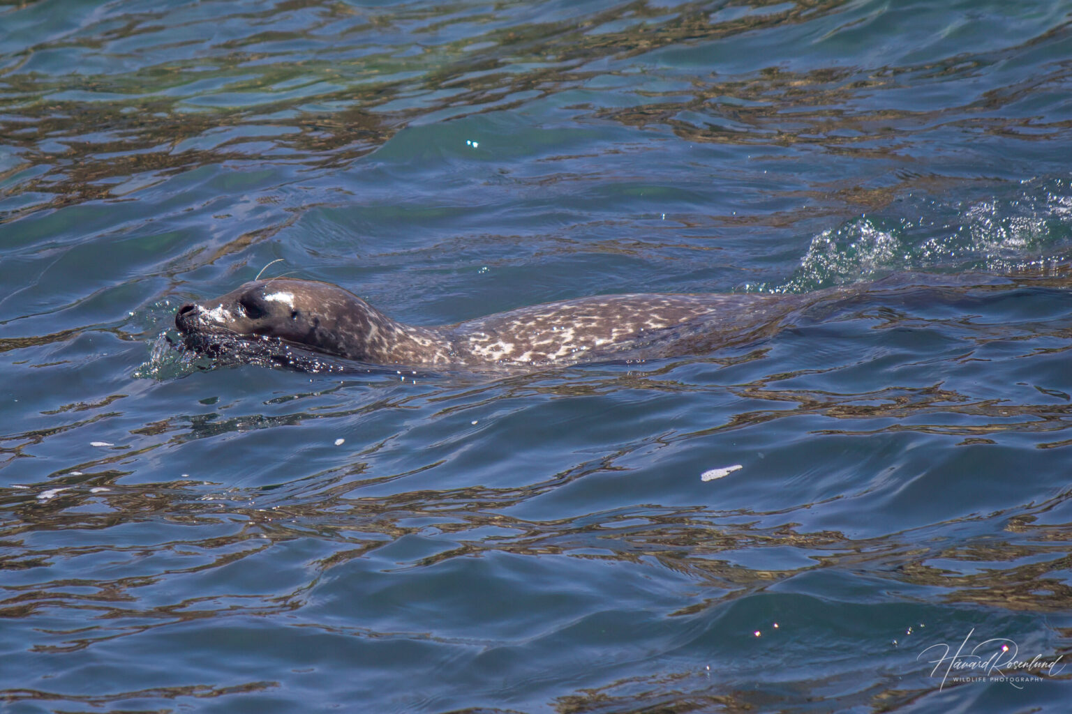 Harbour Seal (Phoca vitulina) @ San Diego, California, USA. Photo: Håvard Rosenlund
