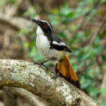 White-throated Robin-Chat (Dessonornis humeralis) @ Phinda Private Game Reserve, South Africa. Photo: Håvard Rosenlund