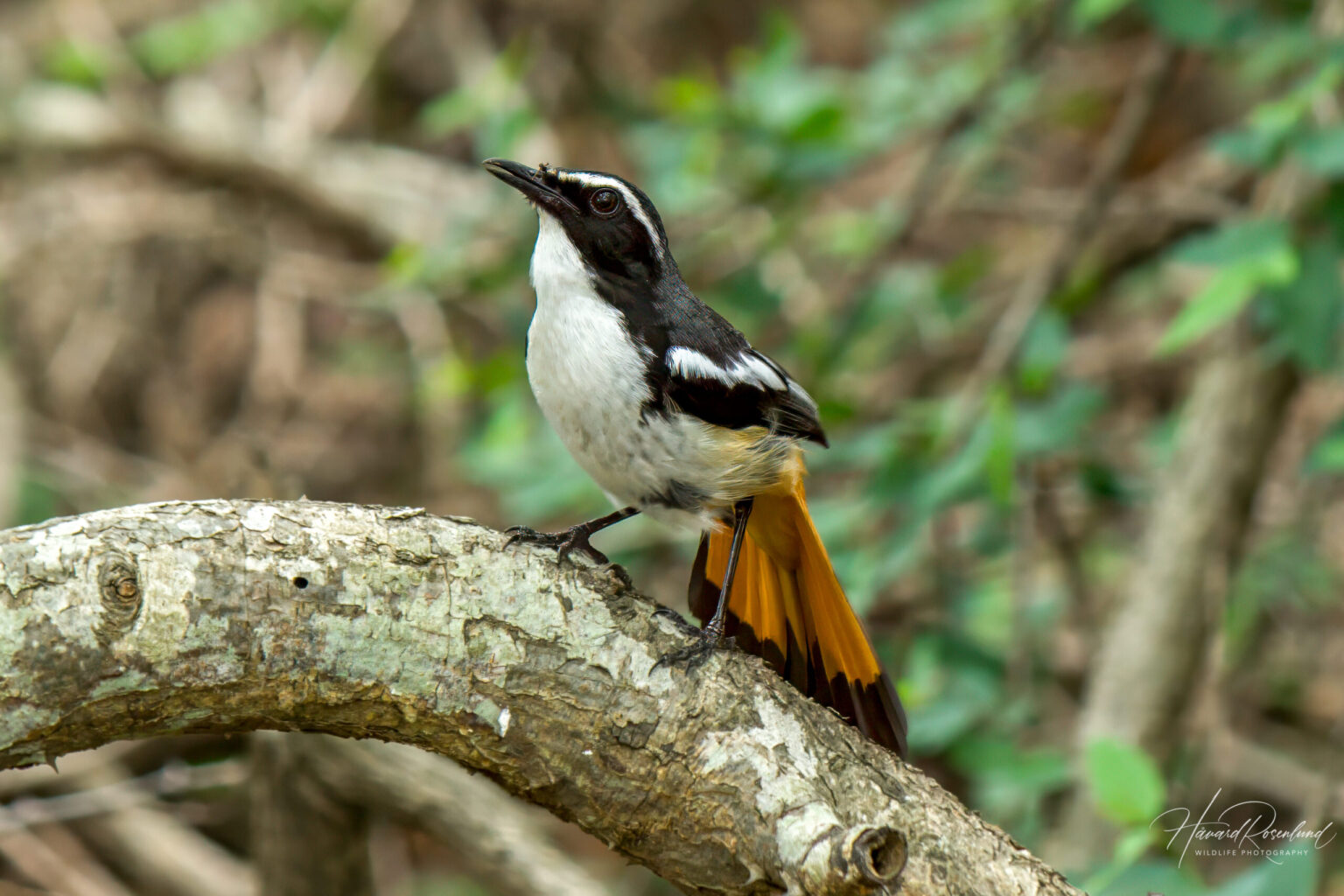 White-throated Robin-Chat (Dessonornis humeralis) @ Phinda Private Game Reserve, South Africa. Photo: Håvard Rosenlund