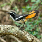 White-throated Robin-Chat (Dessonornis humeralis) @ Phinda Private Game Reserve, South Africa. Photo: Håvard Rosenlund