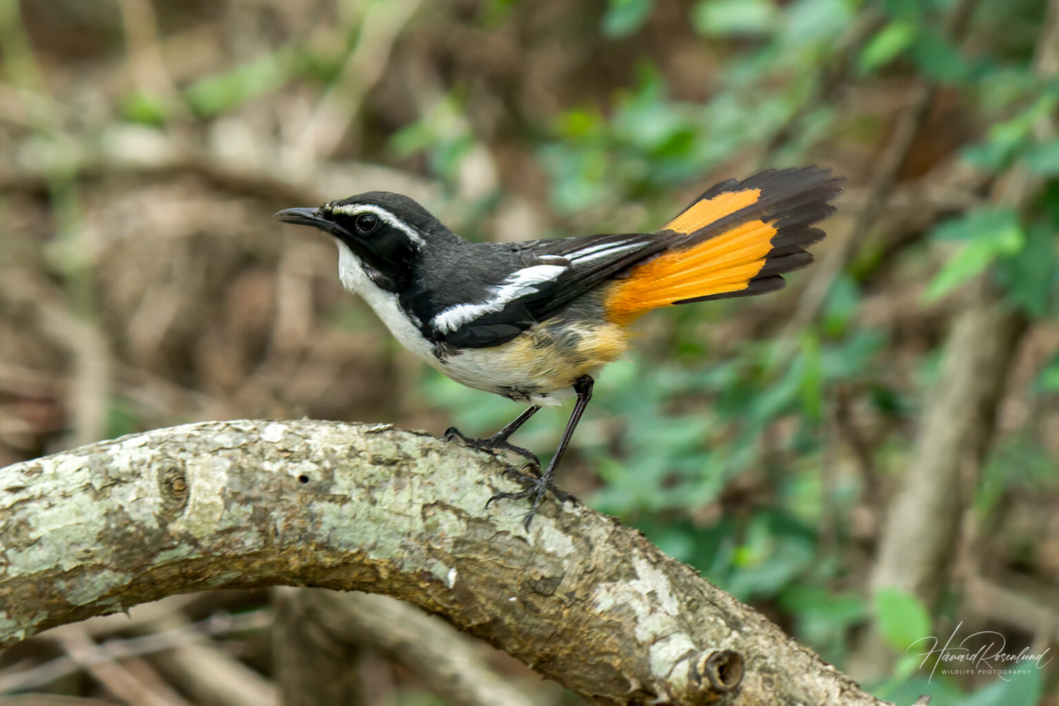 White-throated Robin-Chat (Dessonornis humeralis) @ Phinda Private Game Reserve, South Africa. Photo: Håvard Rosenlund