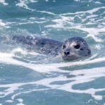 Harbour Seal (Phoca vitulina) @ San Diego, California, USA. Photo: Håvard Rosenlund