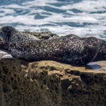 Harbour Seal (Phoca vitulina) @ San Diego, California, USA. Photo: Håvard Rosenlund