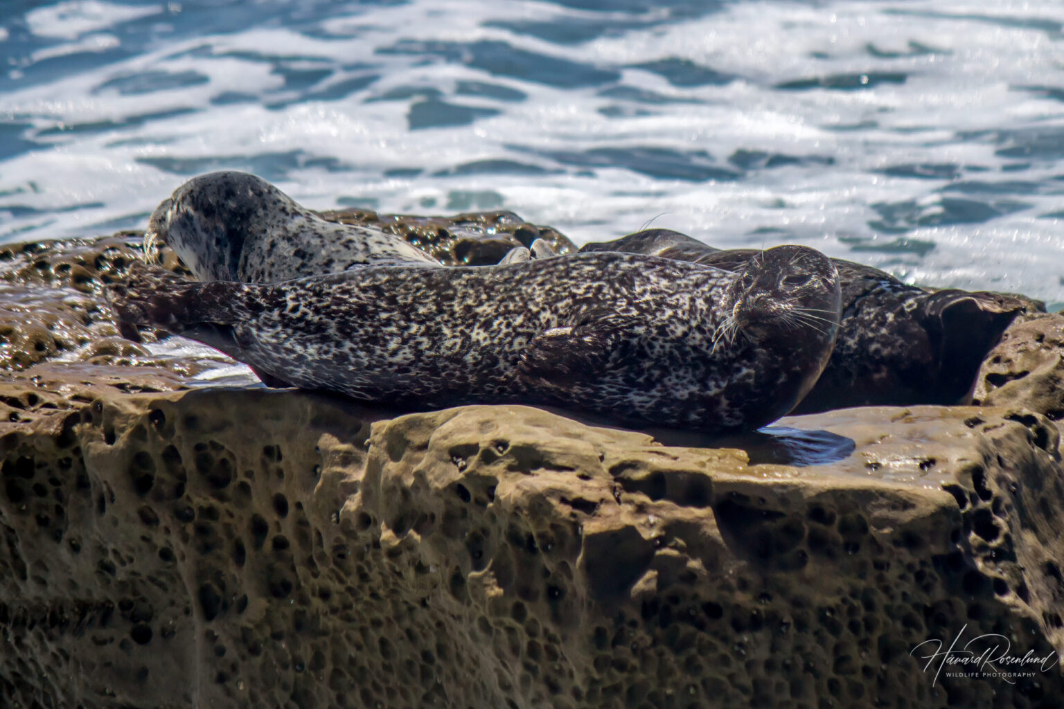 Harbour Seal (Phoca vitulina) @ San Diego, California, USA. Photo: Håvard Rosenlund