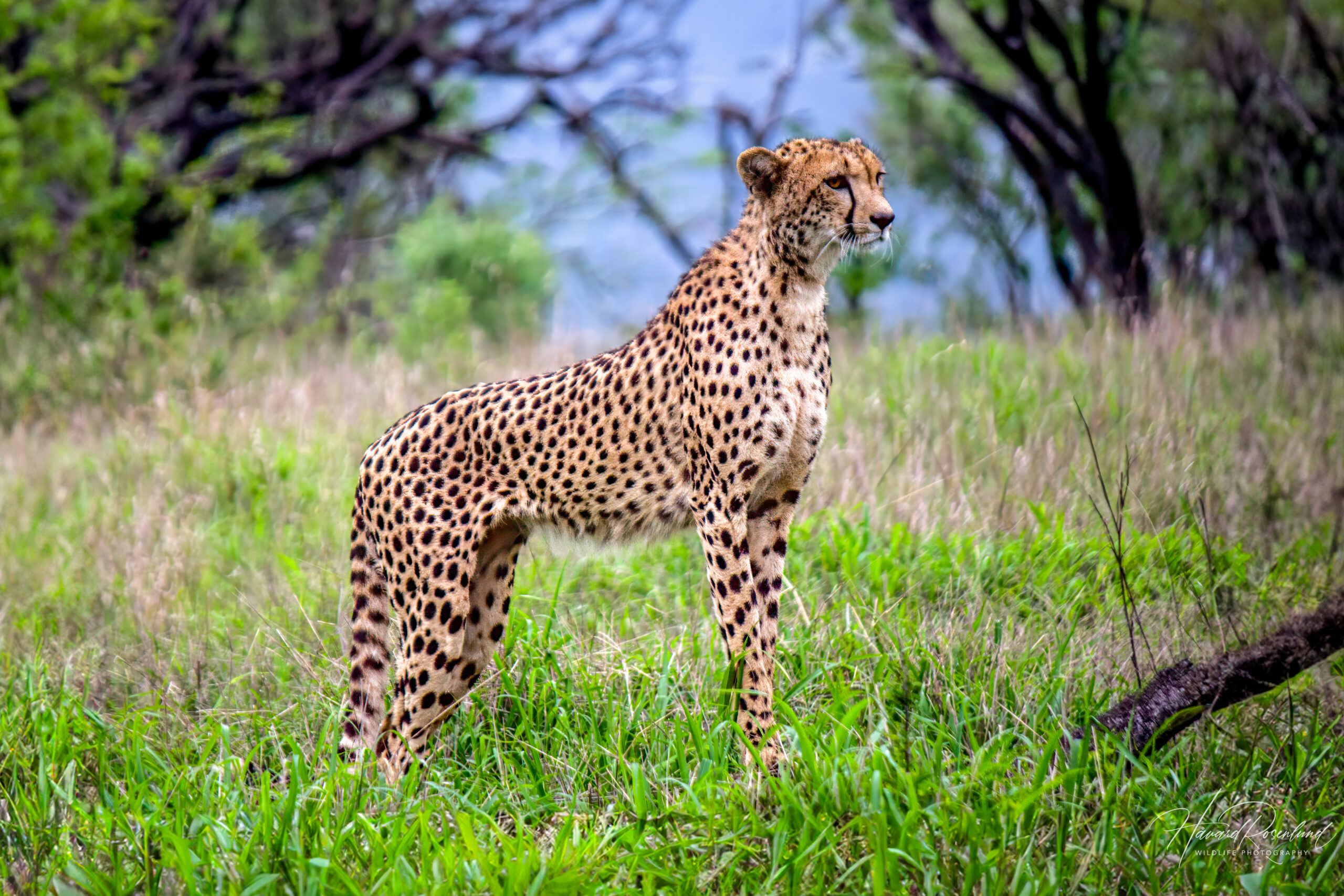 Gepard (Acinonyx jubatus) @ Thanda Private Game Reserve, Sør-Afrika. Foto: Håvard Rosenlundheetah (Acinonyx jubatus) @ Thanda Private Game Reserve, South Africa. Photo: Håvard Rosenlund