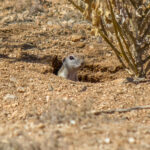 Round-tailed Ground Squirrel (Xerospermophilus tereticaudus) @ Tucson, Arizona, USA. Photo: Håvard Rosenlund