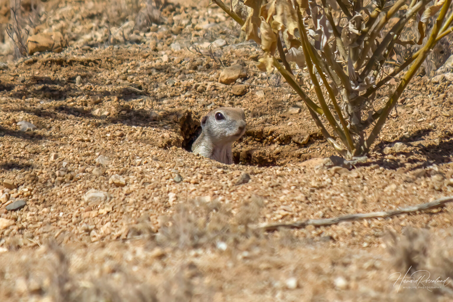 Round-tailed Ground Squirrel (Xerospermophilus tereticaudus) @ Tucson, Arizona, USA. Photo: Håvard Rosenlund