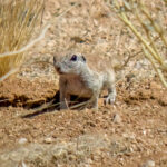 Round-tailed Ground Squirrel (Xerospermophilus tereticaudus) @ Tucson, Arizona, USA. Photo: Håvard Rosenlund