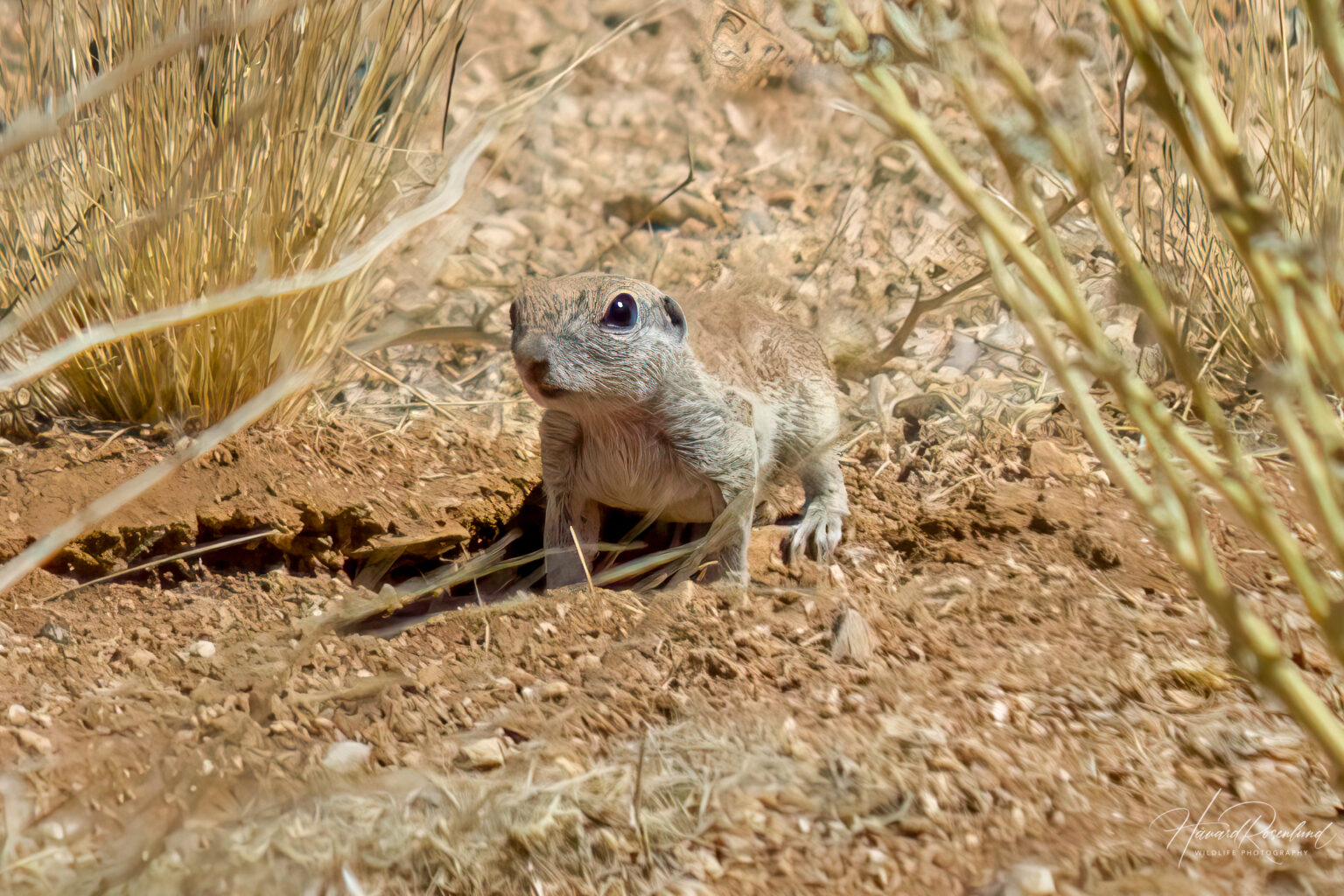 Round-tailed Ground Squirrel (Xerospermophilus tereticaudus) @ Tucson, Arizona, USA. Photo: Håvard Rosenlund