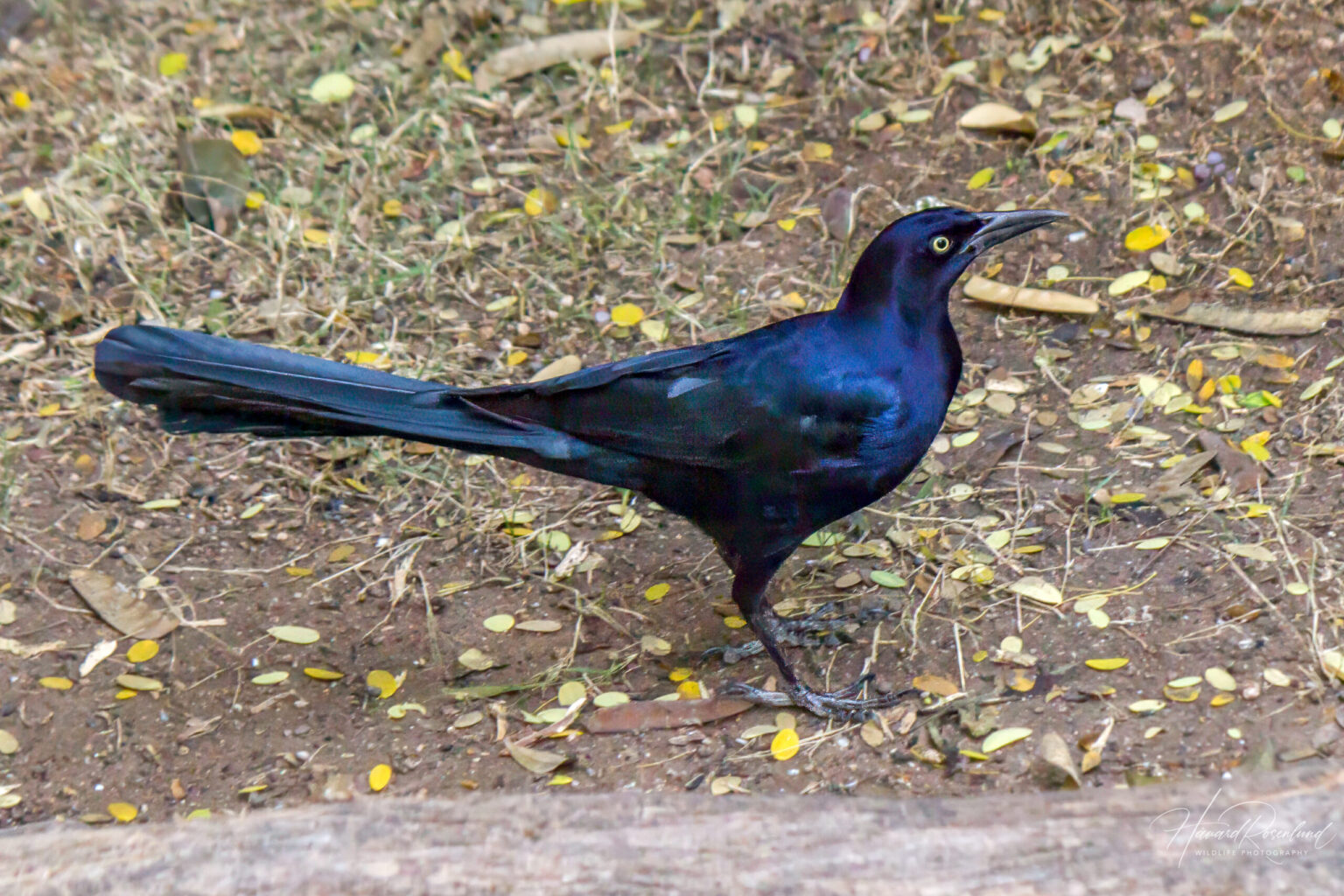 Great-tailed Grackle (Quiscalus mexicanus) @ Tucson, Arizona, USA. Photo: Håvard Rosenlund