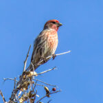 House Finch (Haemorhous mexicanus) - Male @ Sonoran Desert, Arizona, USA. Photo: Håvard Rosenlund