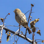 House Finch (Haemorhous mexicanus) - Female @ Sonoran Desert, Arizona, USA. Photo: Håvard Rosenlund