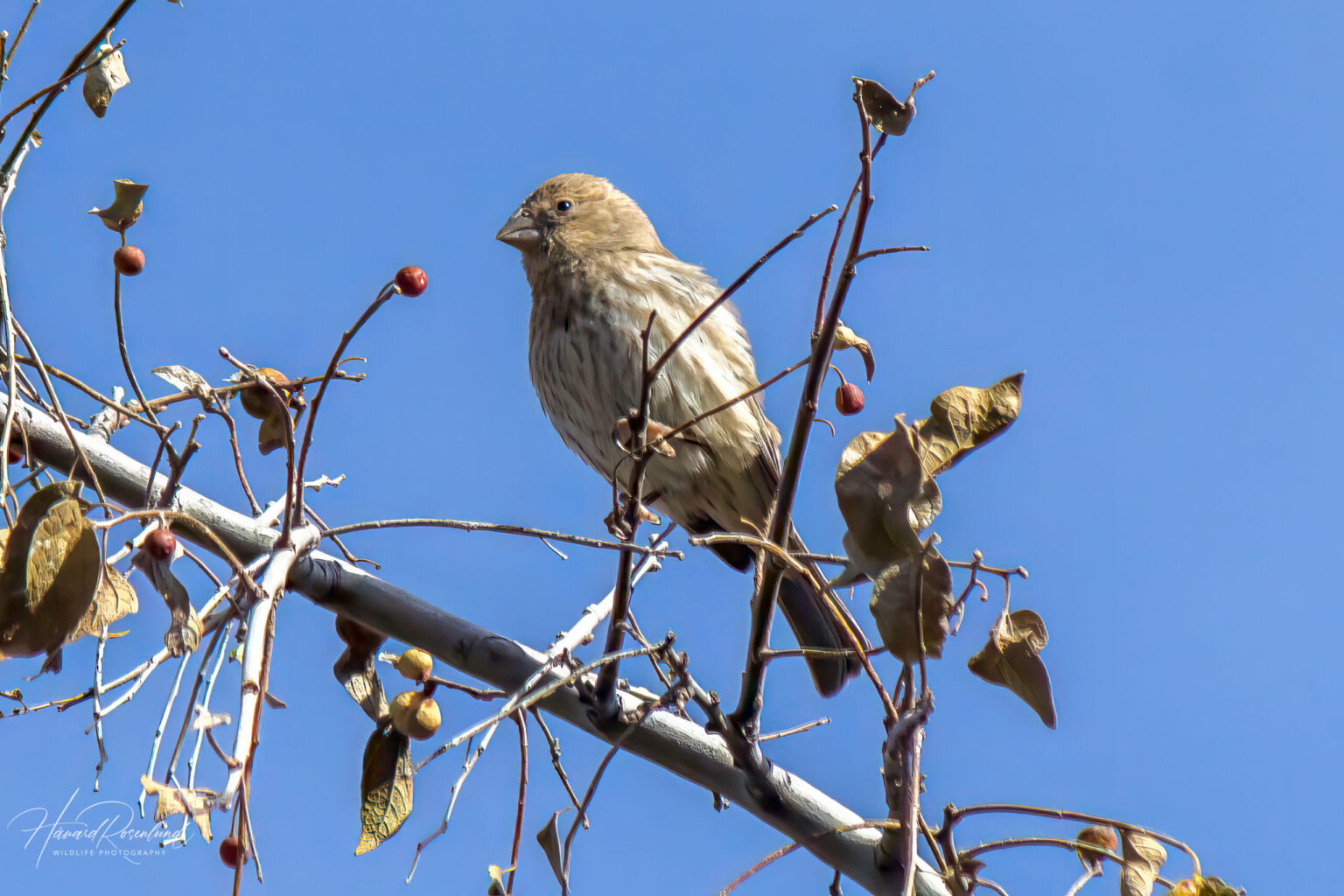 House Finch (Haemorhous mexicanus) - Female @ Sonoran Desert, Arizona, USA. Photo: Håvard Rosenlund
