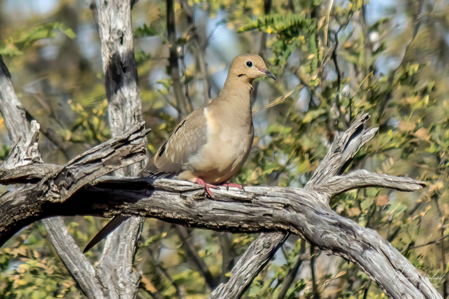 Mourning Dove (Zenaida macroura) @ Sonoran Desert, Arizona, USA. Photo: Håvard Rosenlund