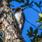 Acorn Woodpecker (Melanerpes formicivorus) @ Madera Canyon, Arizona, USA. Photo: Håvard Rosenlund