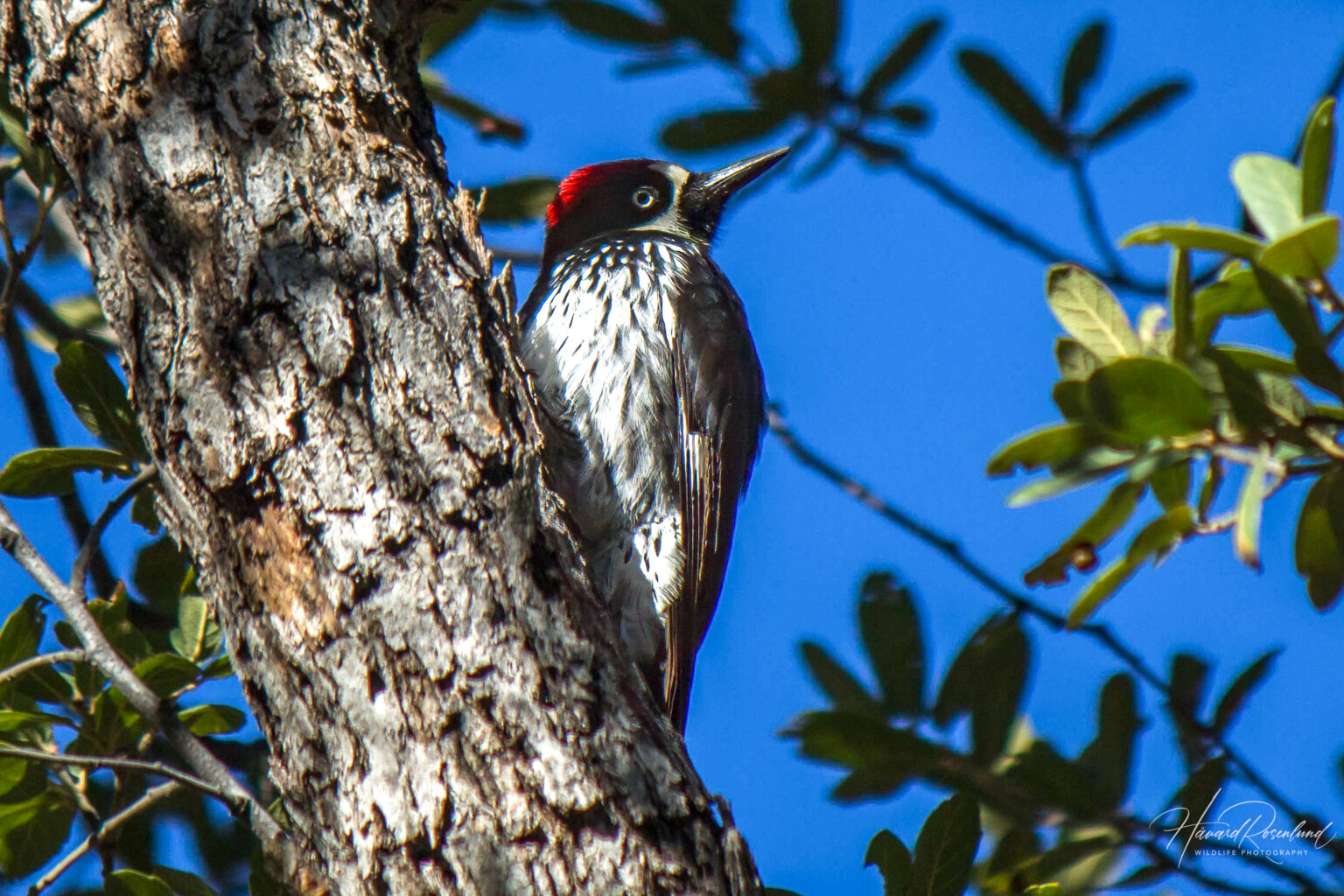 Acorn Woodpecker (Melanerpes formicivorus) @ Madera Canyon, Arizona, USA. Photo: Håvard Rosenlund