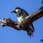 Acorn Woodpecker (Melanerpes formicivorus) @ Madera Canyon, Arizona, USA. Photo: Håvard Rosenlund