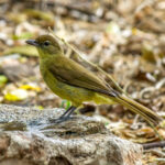 Yellow-bellied Greenbul (Chlorocichla flaviventris) @ Tembe Elephant Park, South Africa. Photo: Håvard Rosenlund