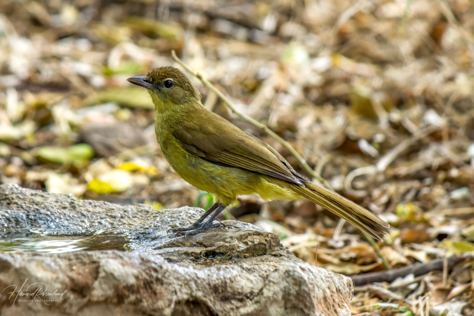 Yellow-bellied Greenbul (Chlorocichla flaviventris) @ Tembe Elephant Park, South Africa. Photo: Håvard Rosenlund