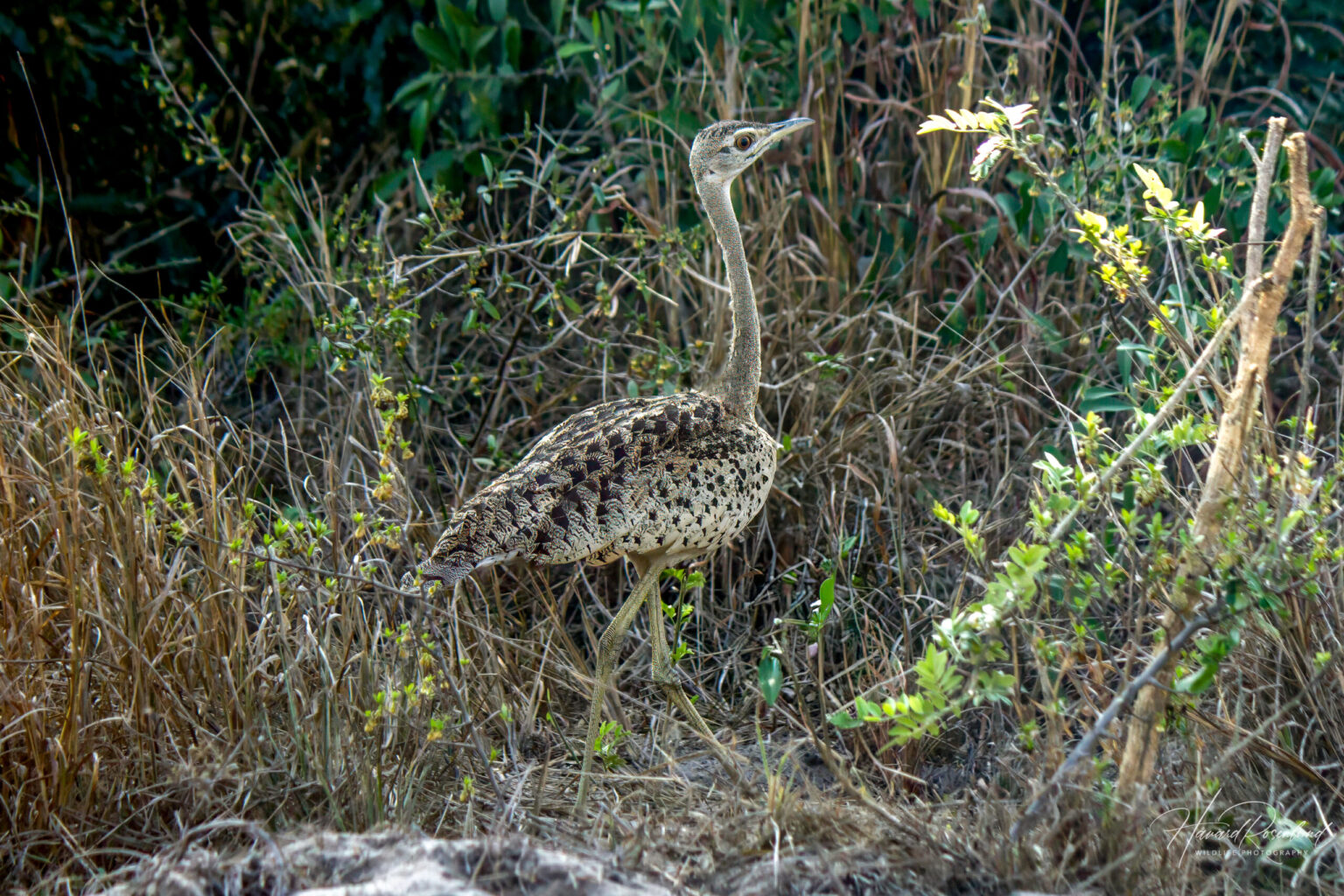 Black-bellied Bustard (Lissotis melanogaster) @ Tembe Elephant Park, South Africa. Photo: Håvard Rosenlund