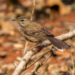 White-browed Scrub-Robin (Cercotrichas leucophrys) @ Ndumo Game Reserve, South Africa. Photo: Håvard Rosenlund