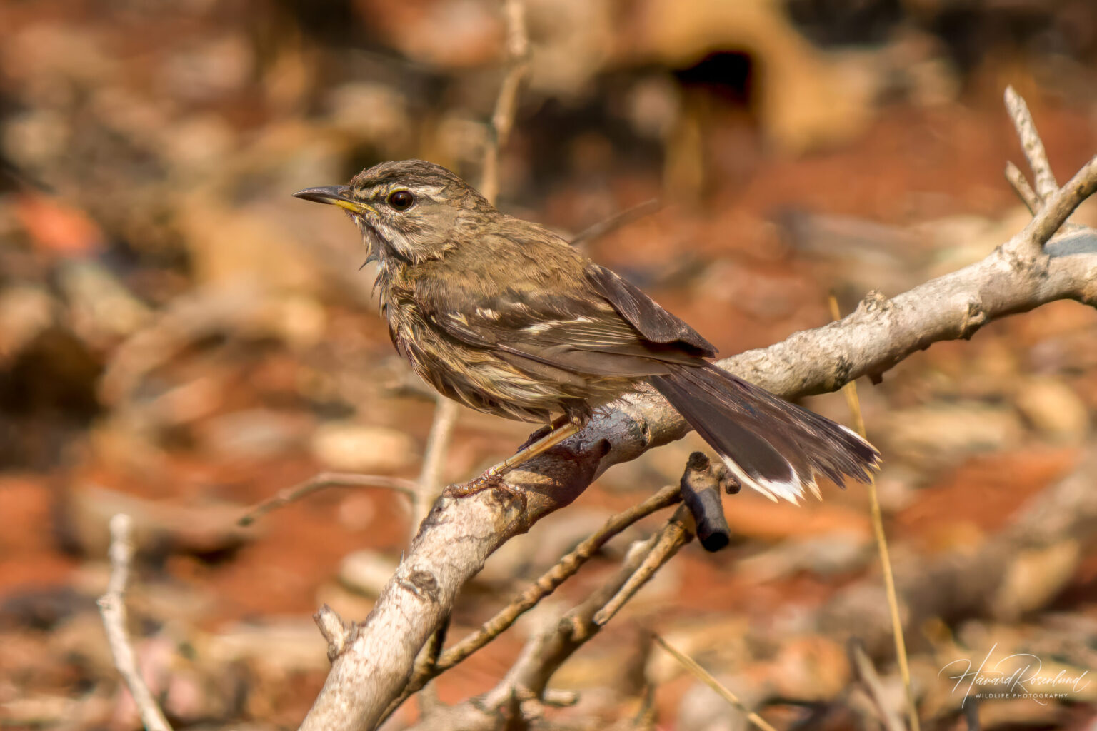 White-browed Scrub-Robin (Cercotrichas leucophrys) @ Ndumo Game Reserve, South Africa. Photo: Håvard Rosenlund