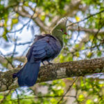 Livingstone's Turaco (Tauraco livingstonii) @ St Lucia Estuary, South Africa. Photo: Håvard Rosenlund