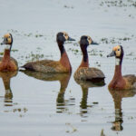 White-faced Whistling Duck (Dendrocygna viduata) @ Ndumo Game Reserve, South Africa. Photo: Håvard Rosenlund