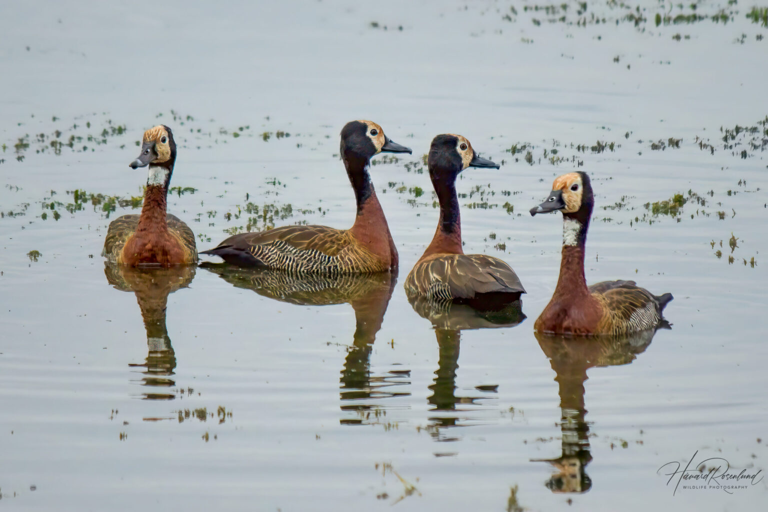 White-faced Whistling Duck (Dendrocygna viduata) @ Ndumo Game Reserve, South Africa. Photo: Håvard Rosenlund