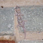 Tropical House Gecko (Hemidactylus mabouia) @ Somkhanda Game Reserve, South Africa. Photo: Håvard Rosenlund