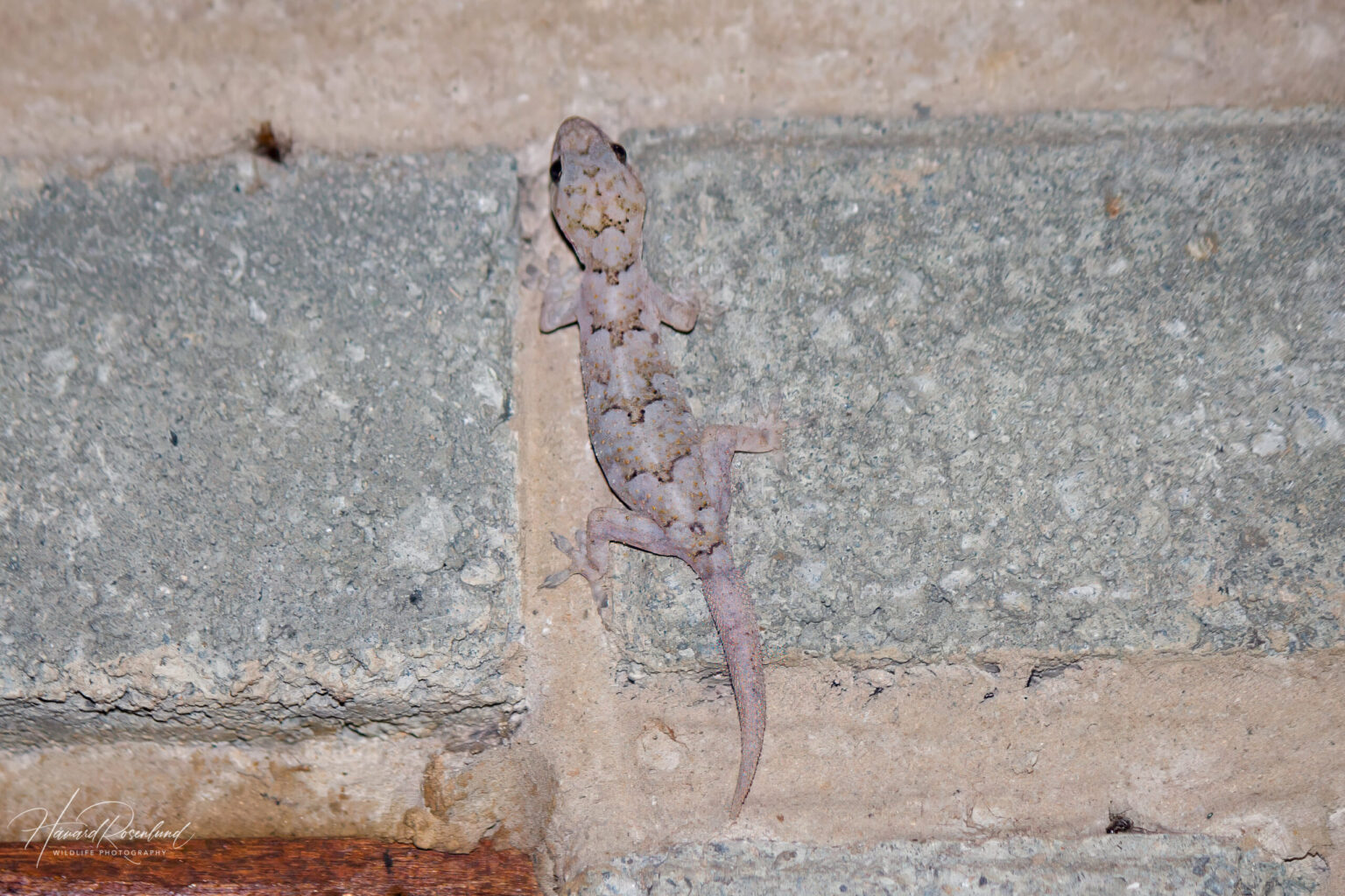 Tropical House Gecko (Hemidactylus mabouia) @ Somkhanda Game Reserve, South Africa. Photo: Håvard Rosenlund